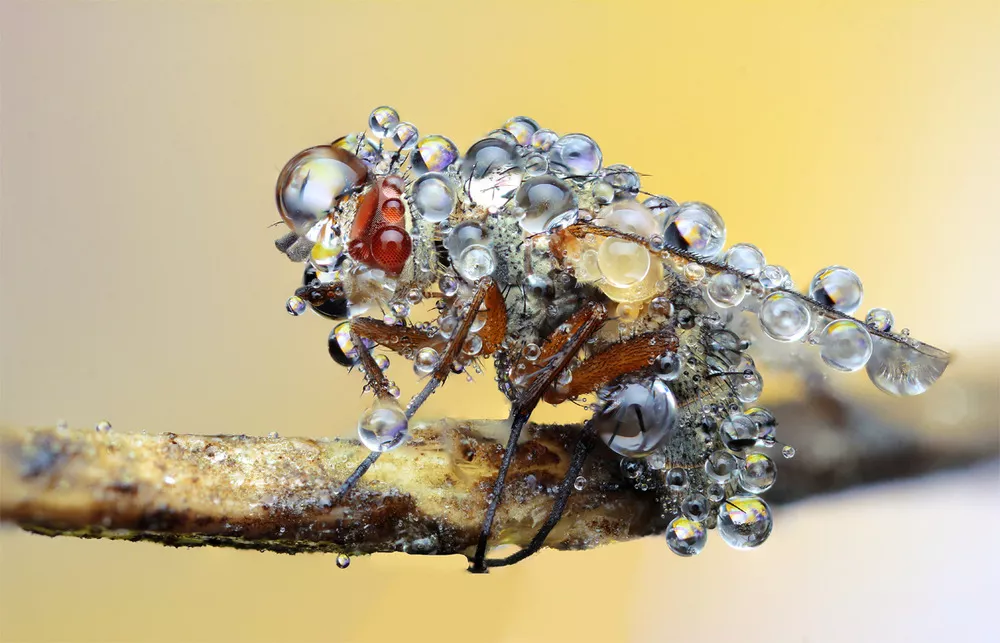 extreme macro photography on a budget