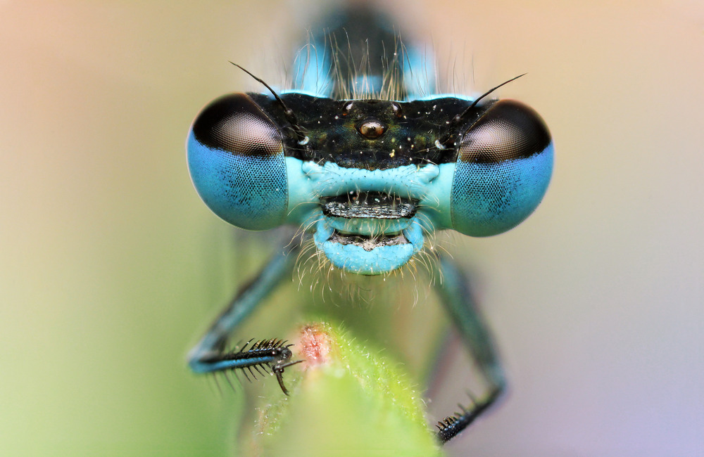 extreme macro photography