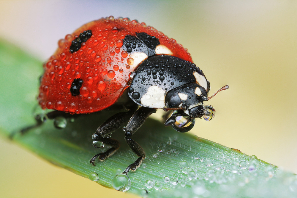 extreme macro photography