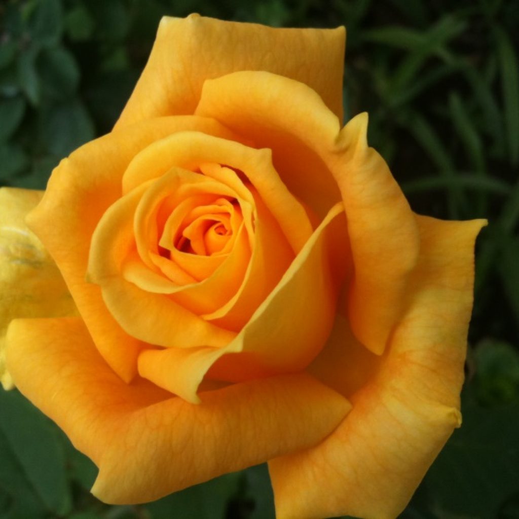 Yellow Rose - iPhone 3GS