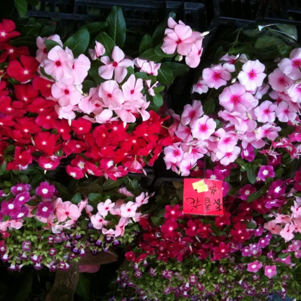 Flower Market Hongkong - iPhone3GS