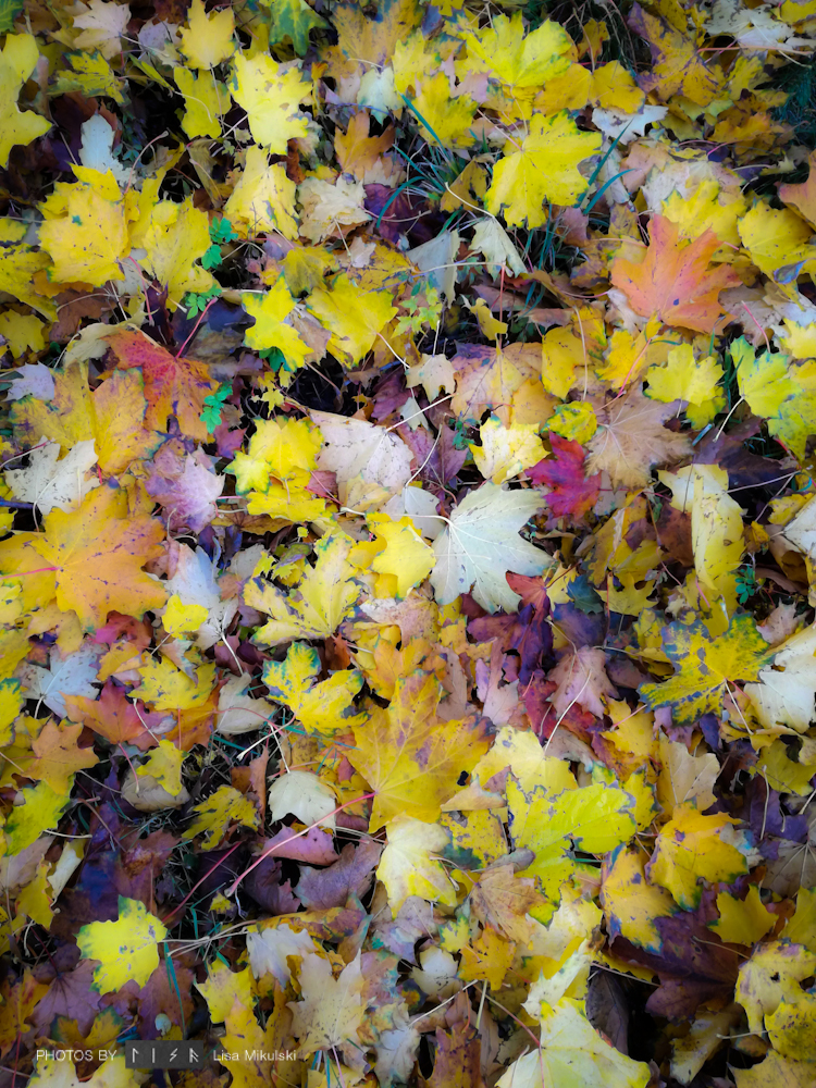 Ocean of Leaves