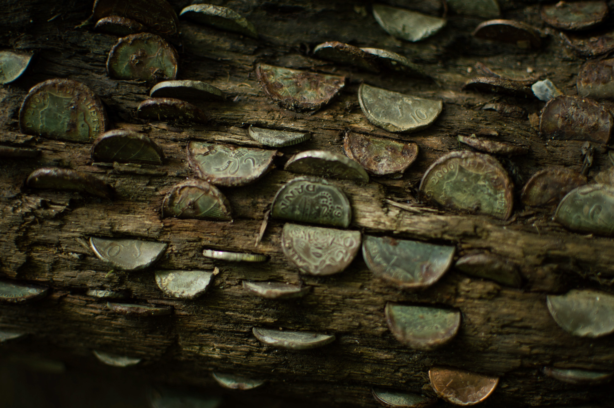 Coins in log