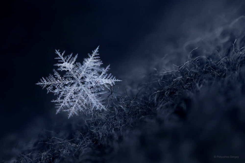 Macro photography in Winter How to photograph Snowflakes