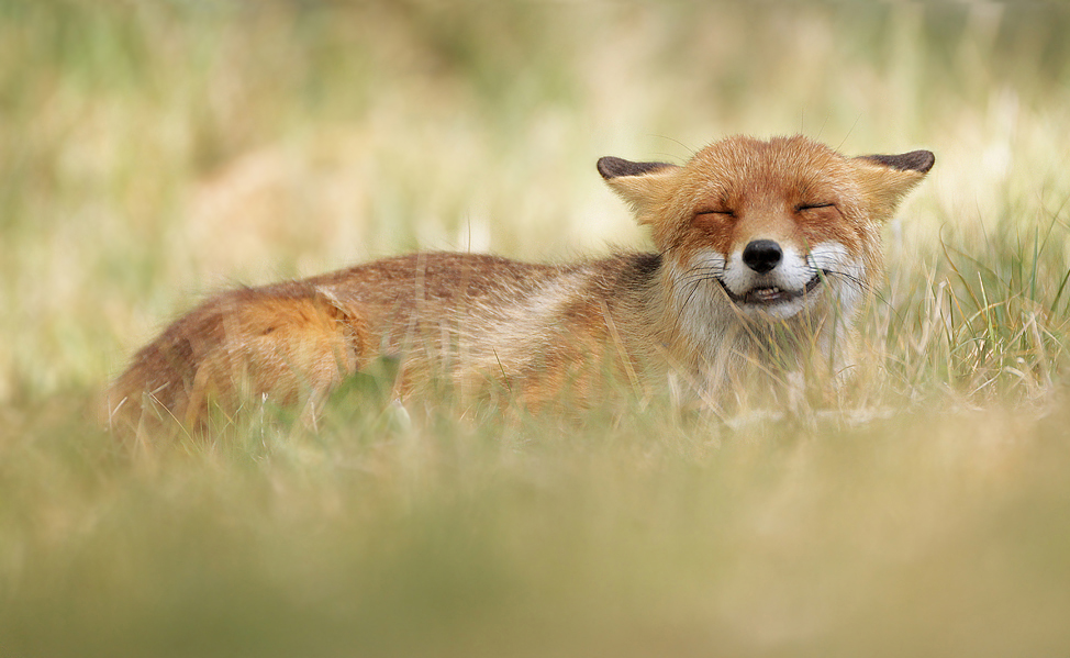 Red Fox Photography: How to Photograph Red Foxes in Their Habitat