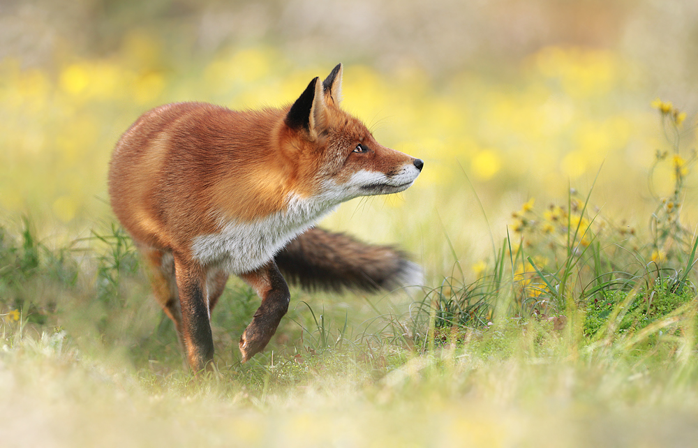 Red Fox Photography How To Photograph Red Foxes In Their Habitat