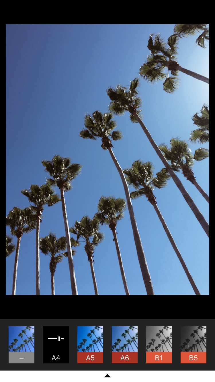 palm_trees