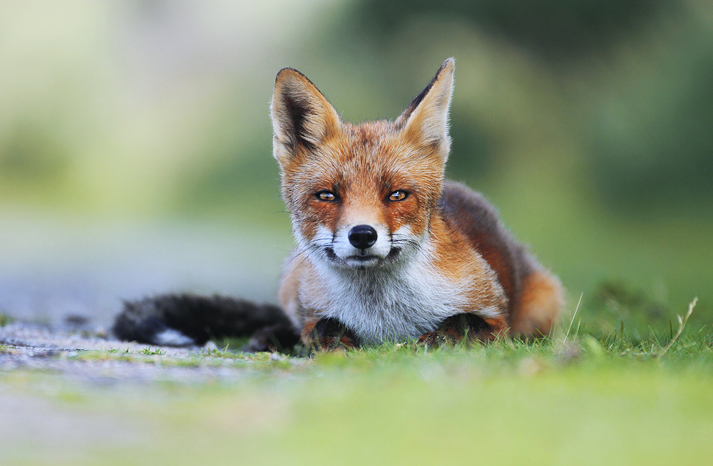 Red Fox Photography: How to Photograph Red Foxes in Their Habitat