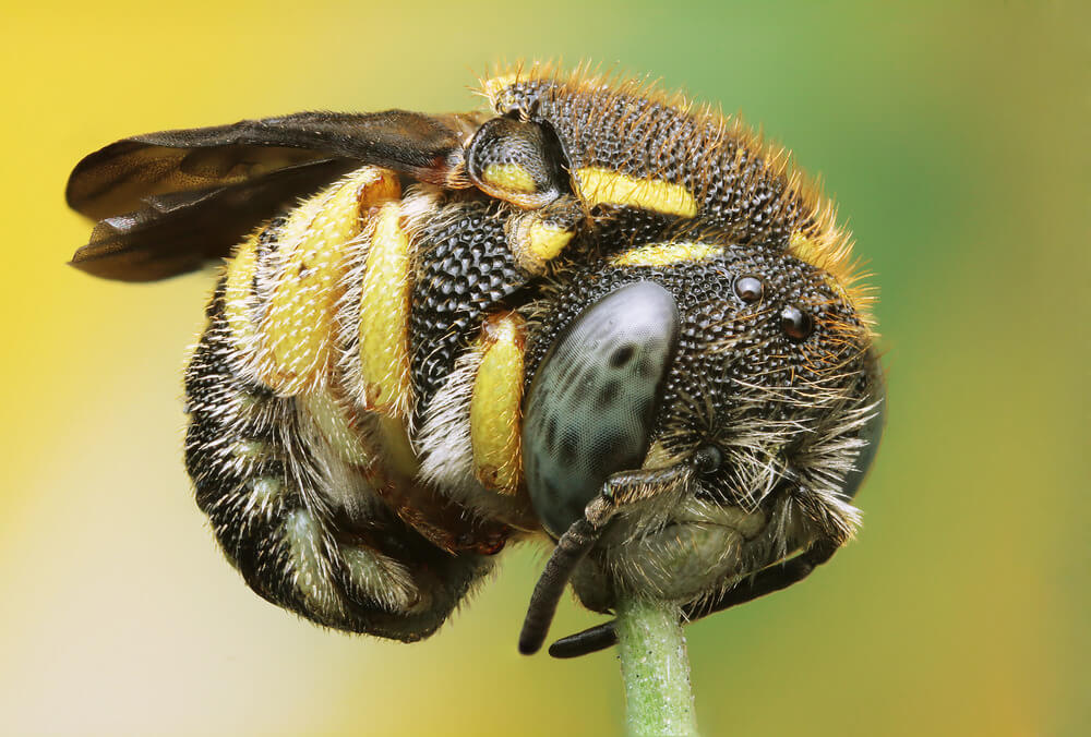 How to photograph Bees  The fascinating world of Macro  