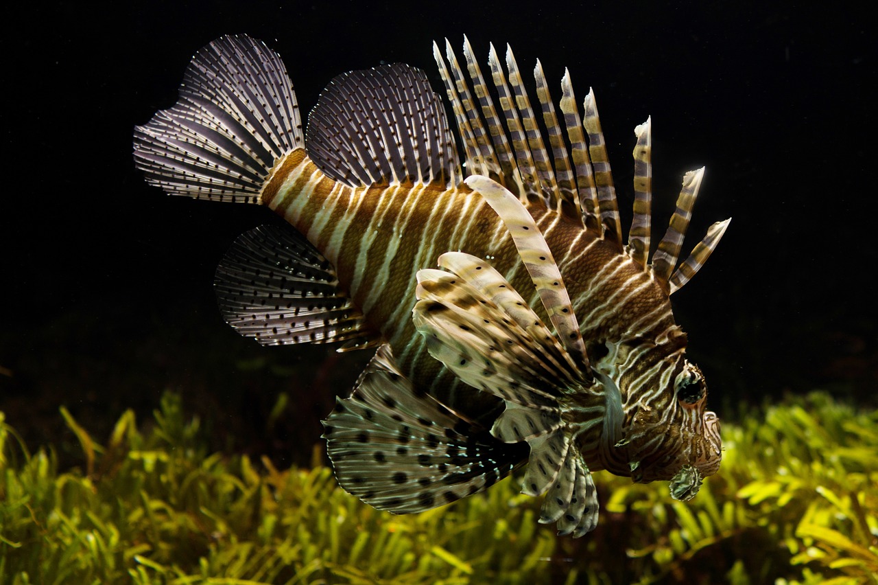 aquarium fish photography