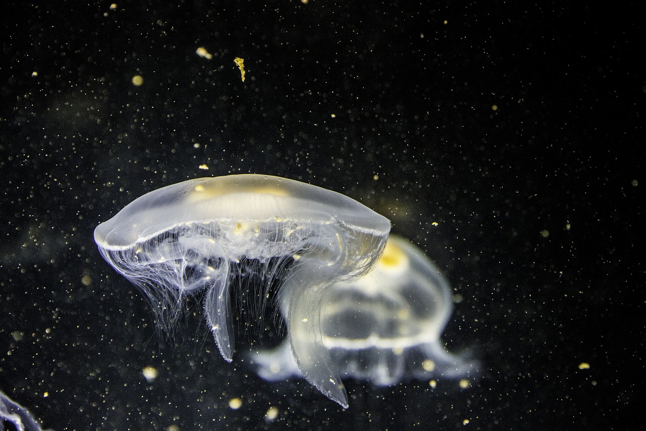 jellyfish closeup photo