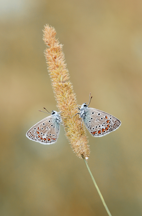 Macro Photography: Learning How to Photograph Butterflies