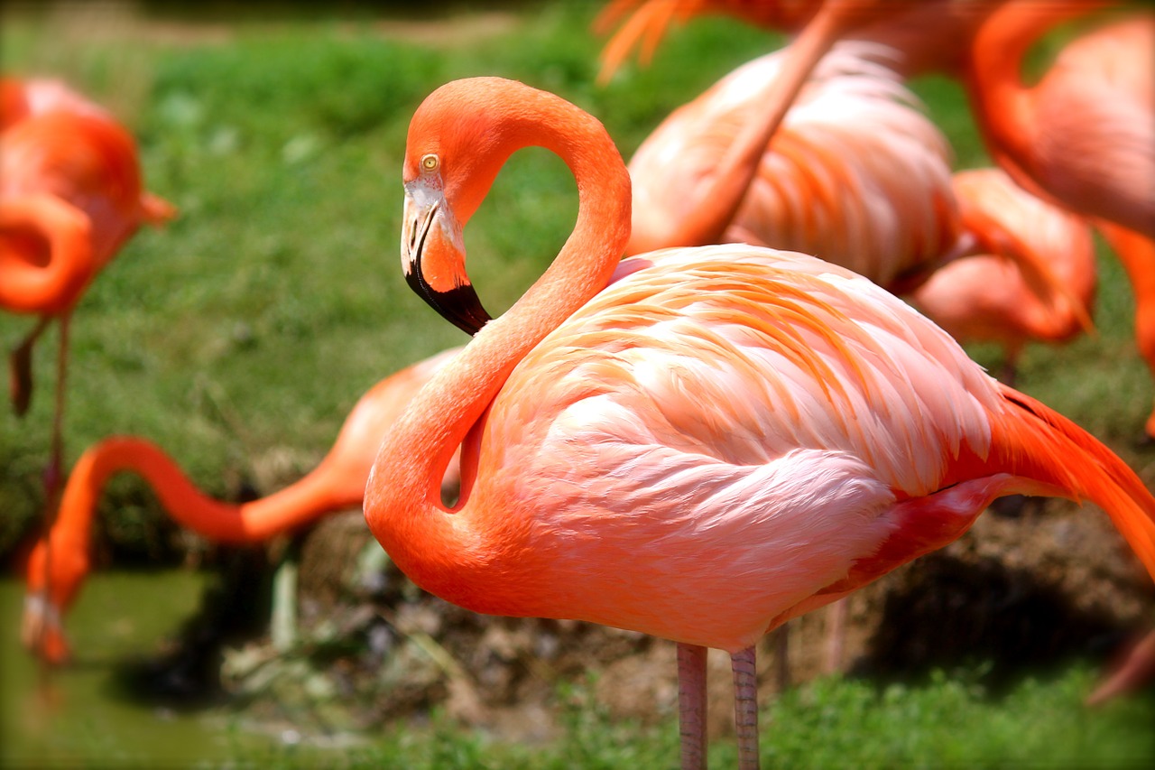 free range flamingos photo