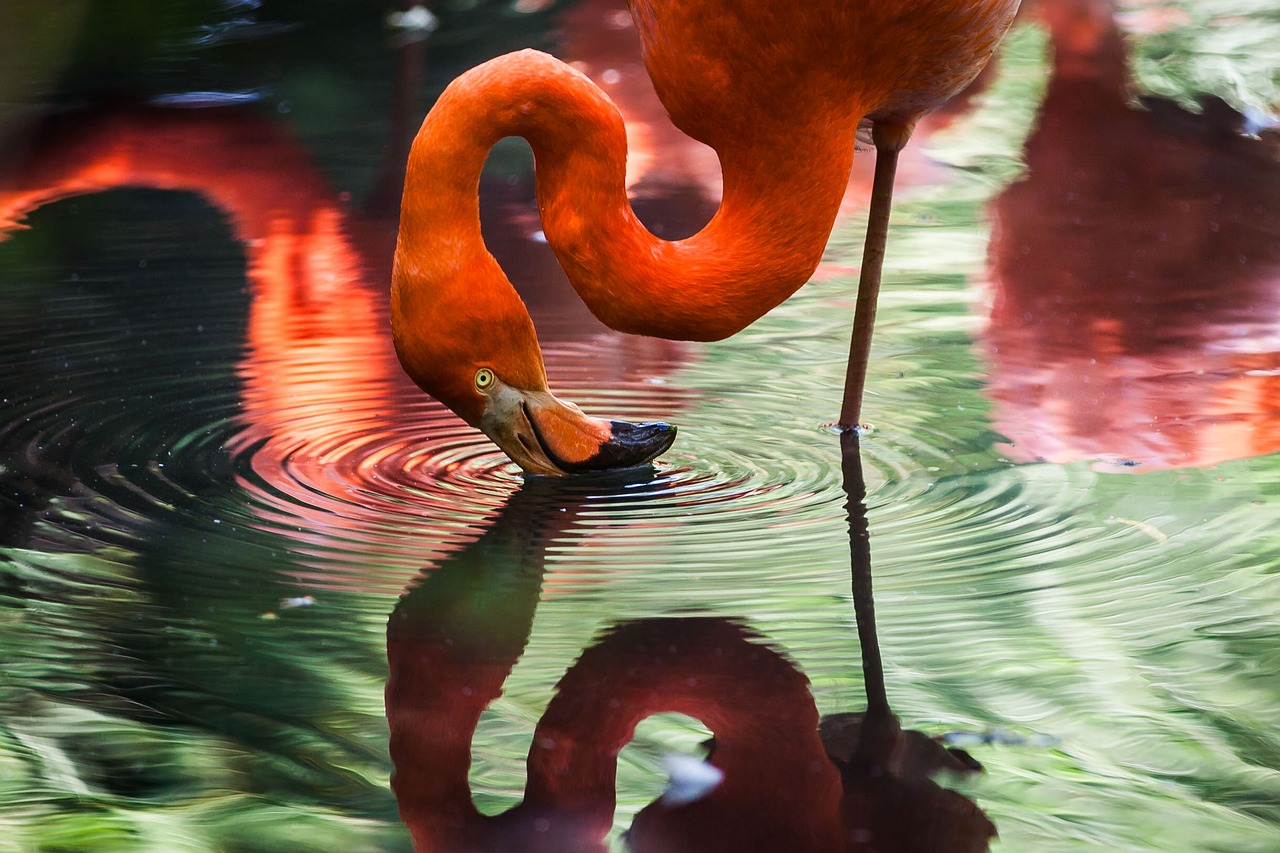 closeup flamingo in water