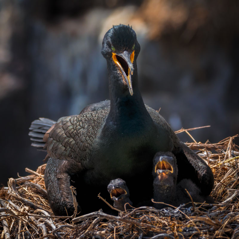 european shag