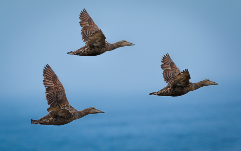 eiders