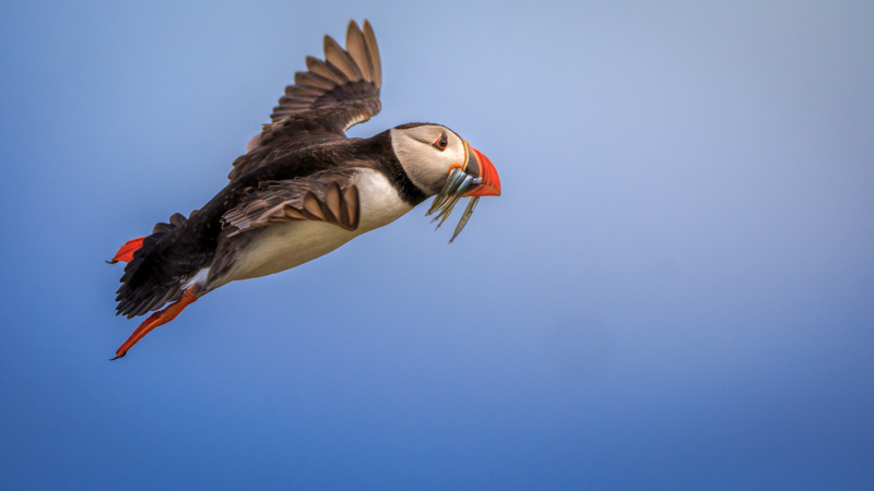 puffin