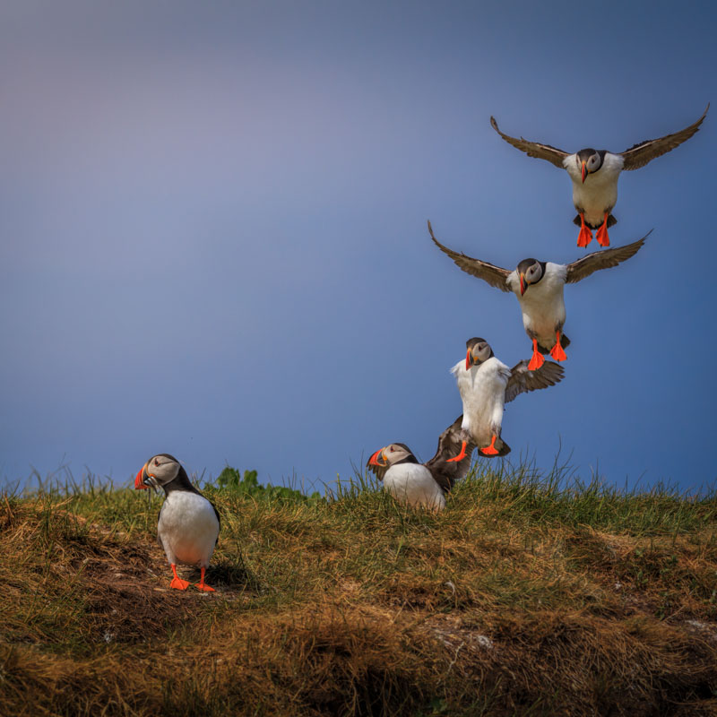 puffins