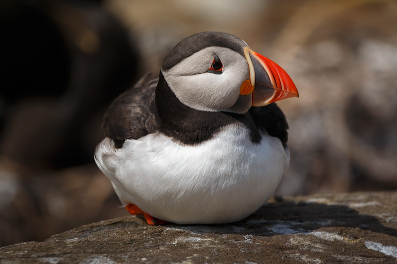 We Went Inside a Puffin Burrow I Cute Puffling Bird Underground