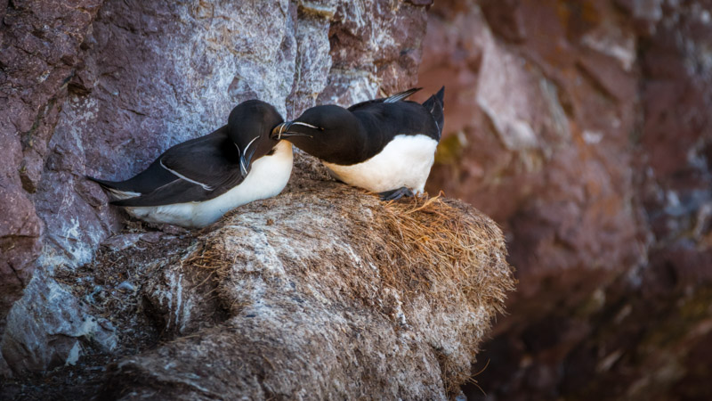 razorbills