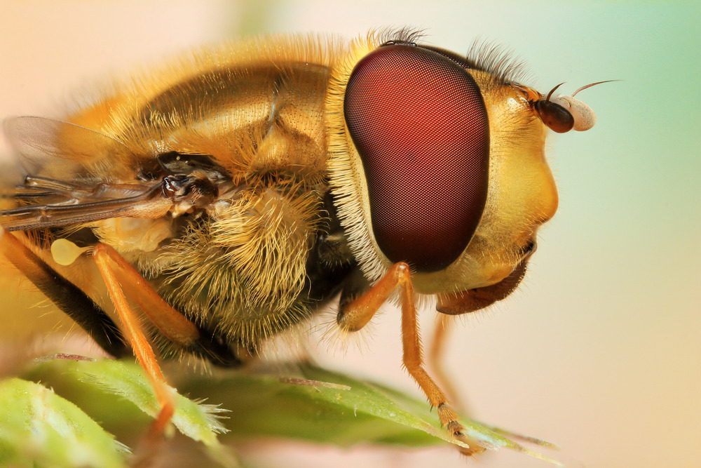 Lighting For Extreme Macro Photography  nedydesigns