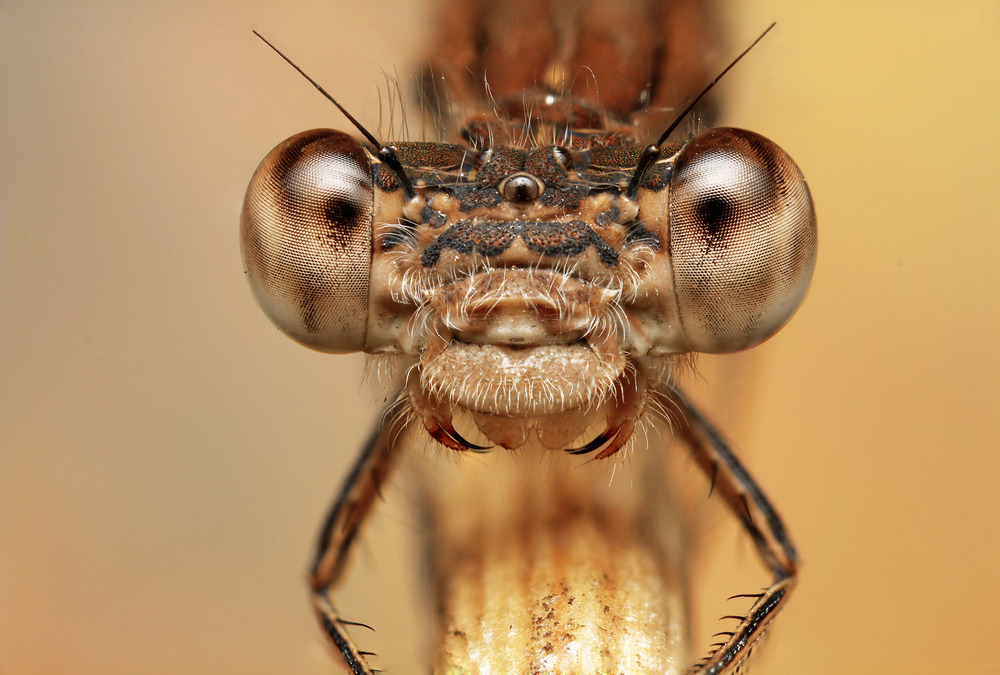 Best Lenses for Extreme Macro Photography 