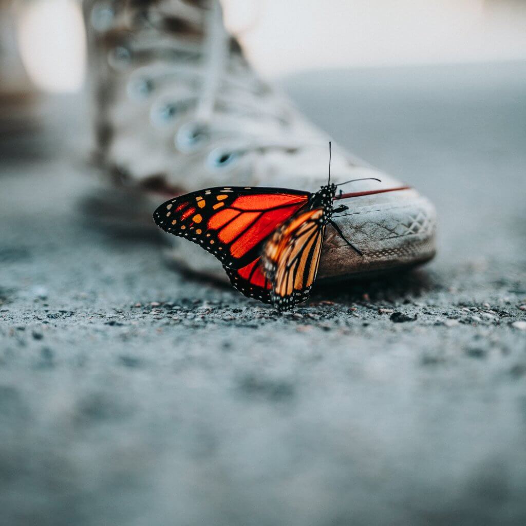 macro butterfly on a shoe