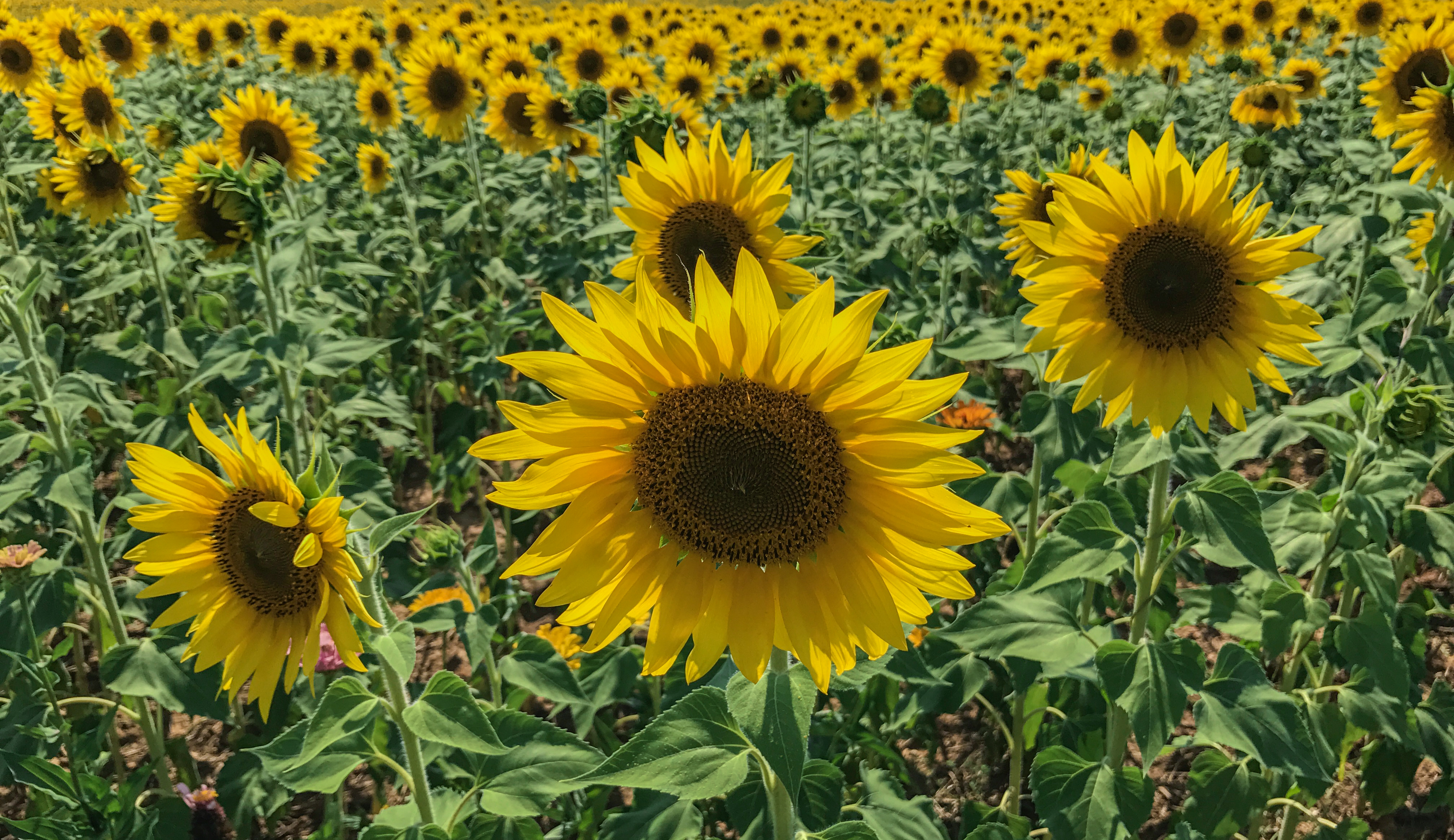 sony xperia xz2 sample