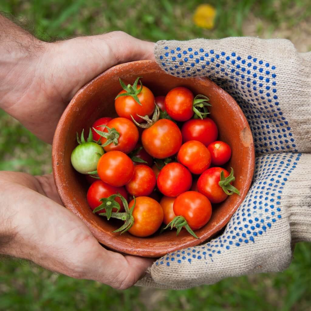 gardening hobby August