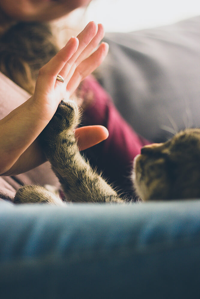 cat interacting with human