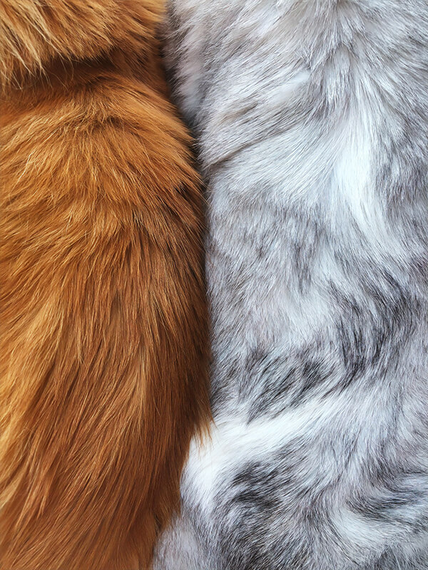 abstract fur cat portrait