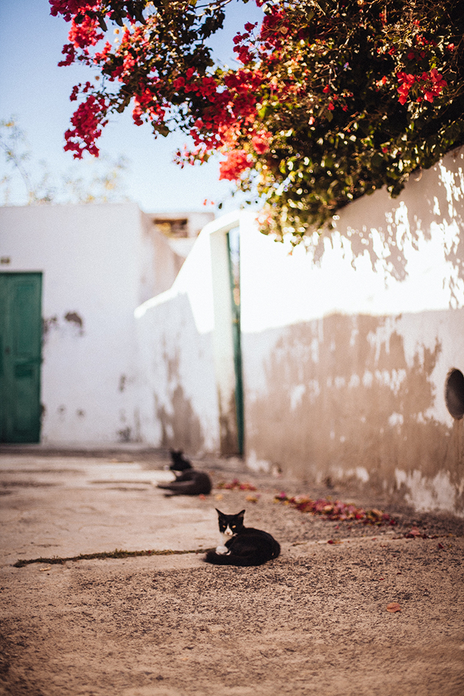 cats relaxing outdoors in the shade