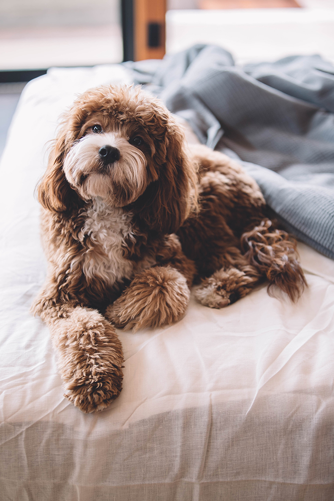 dog calmly posing for camera