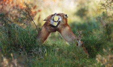 5 Wildlife Photography Tips in Autumn
