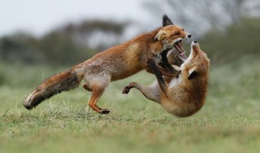 5 Quick Tips for better Action Wildlife Shots