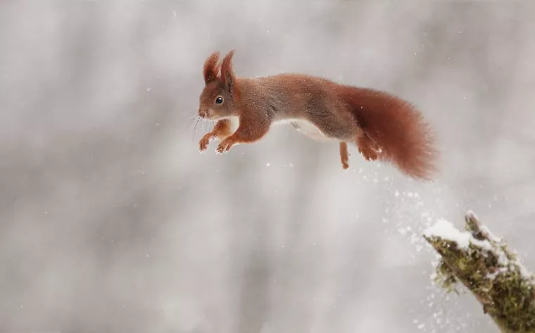 Squirrel Photography: How to Photograph Squirrels in their Habitat