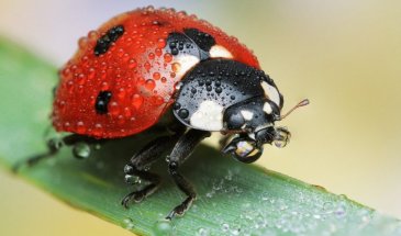 Insect Photography: 4 Tips How to Capture Better Insect Images