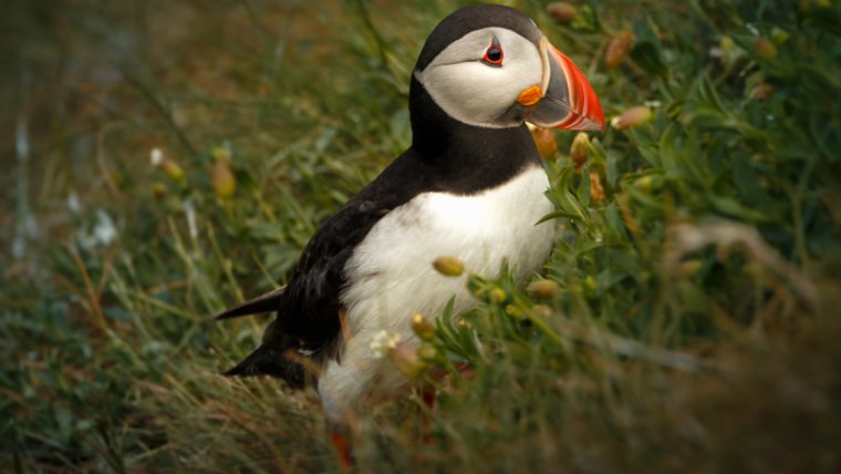 Why it's perfectly normal to see baby puffins thrown off cliffs in