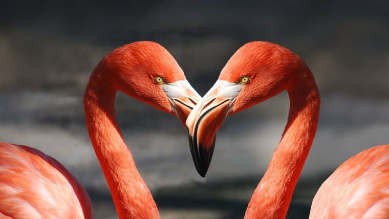 Flamingo Twitter Profile Picture