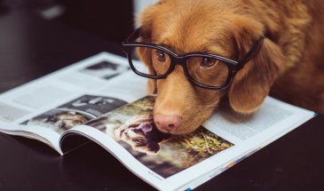 Dog Photography For Beginners