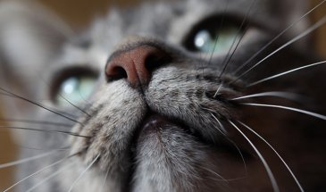 Common Cat Photography Mistakes To Avoid Today