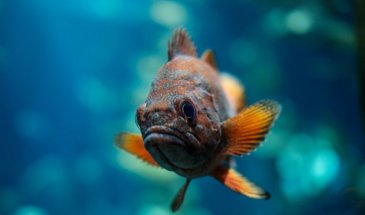 How to Photograph Pets: Fish in the Tank