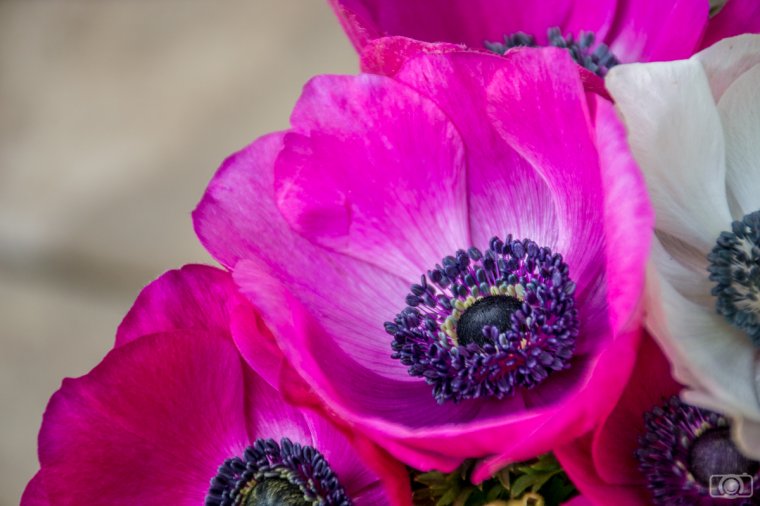 Tips for editing your flower photographs in Lightroom