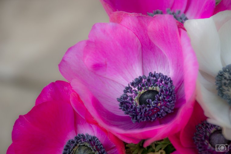 Tips for editing your flower photographs in Lightroom