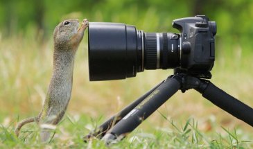 Remote Shutter Releases for Wildlife Photography