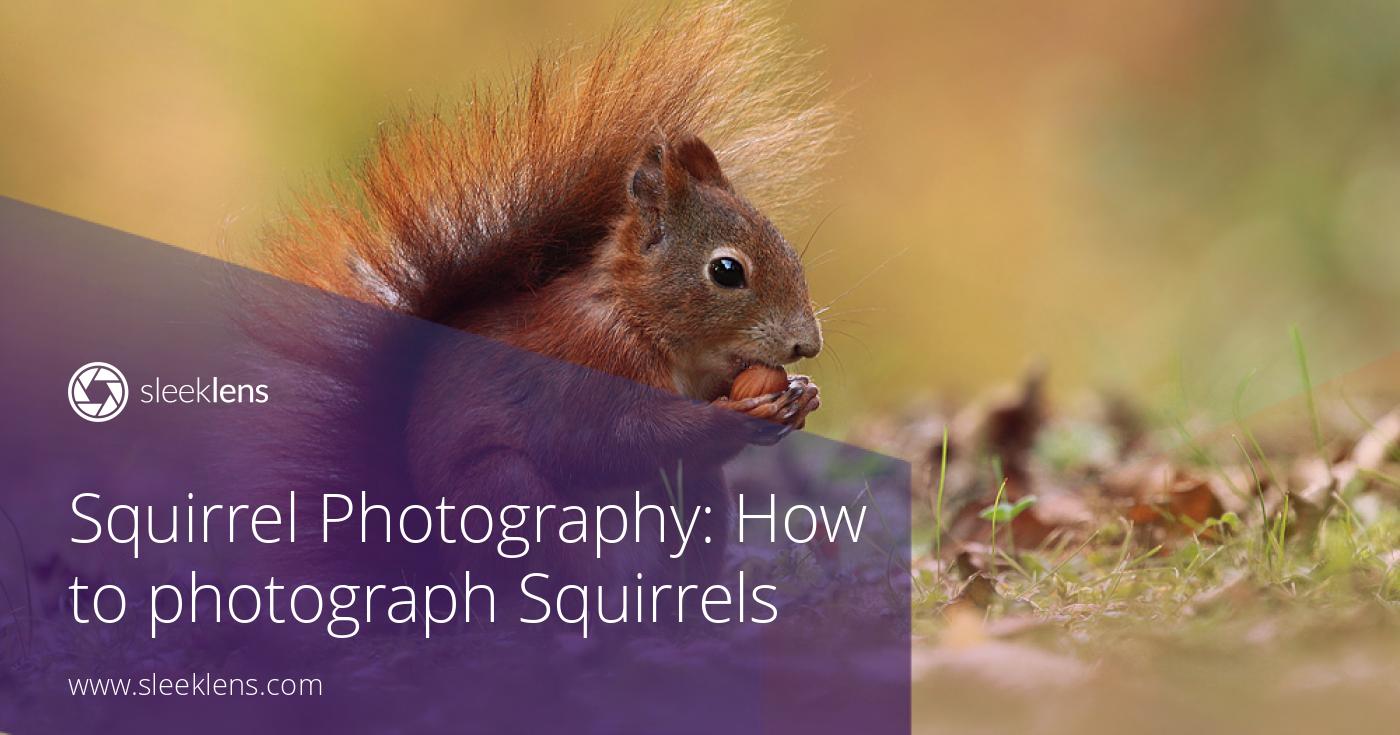 Squirrel Photography: How to Photograph Squirrels in their Habitat