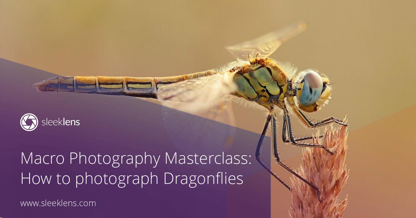 Macro Photography Masterclass: How to photograph Dragonflies